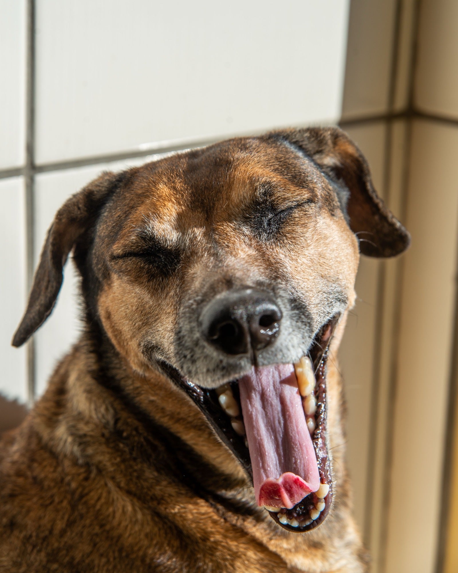 Loyal Saints — happy, healthy dog