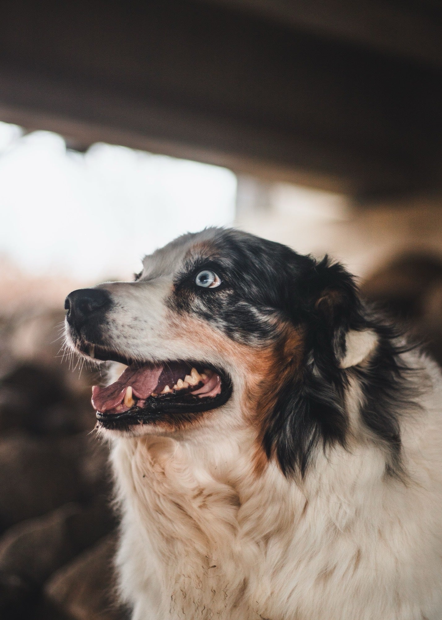 Loyal Saints — happy, healthy dog