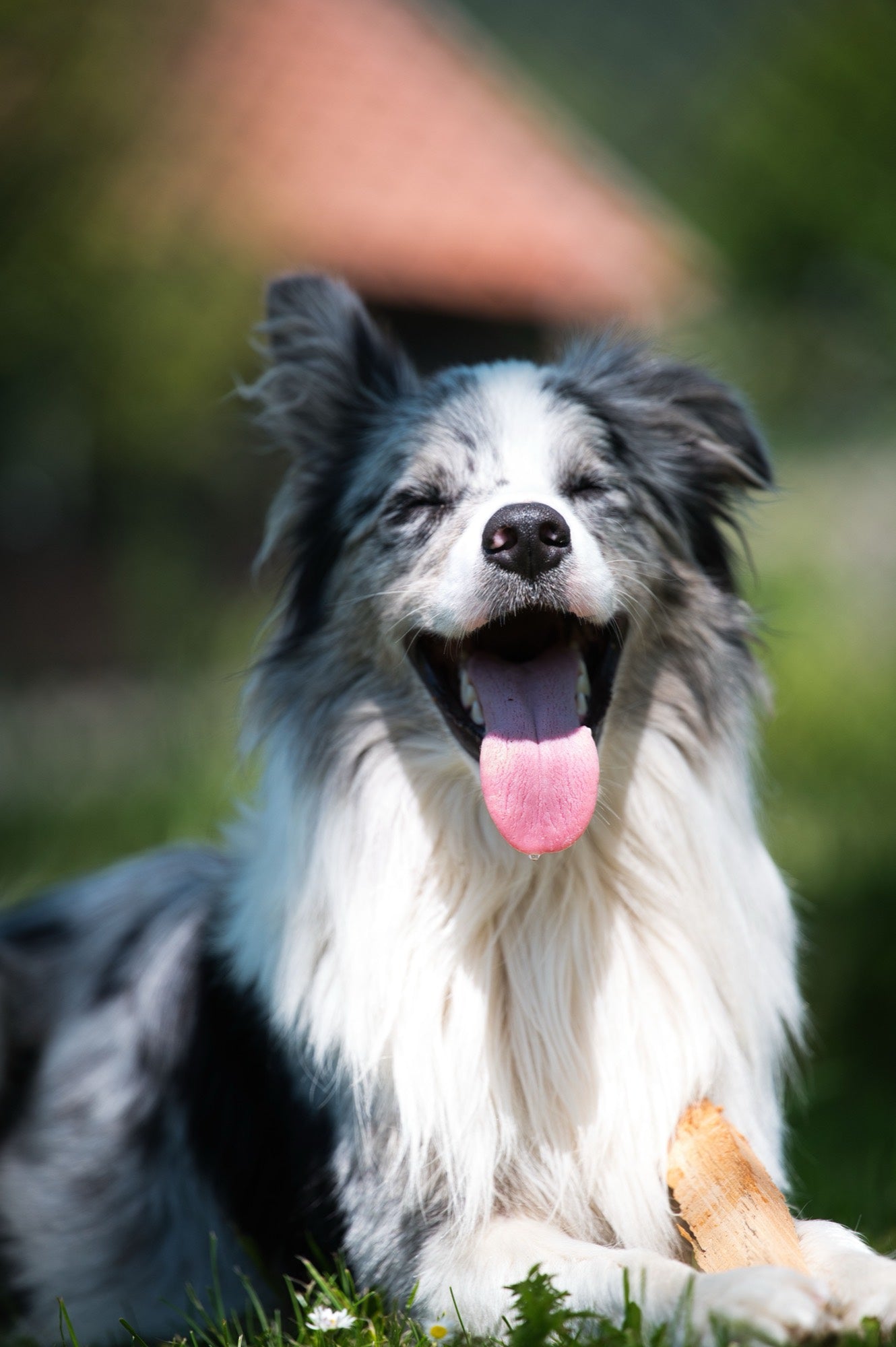 Loyal Saints — happy, healthy dog