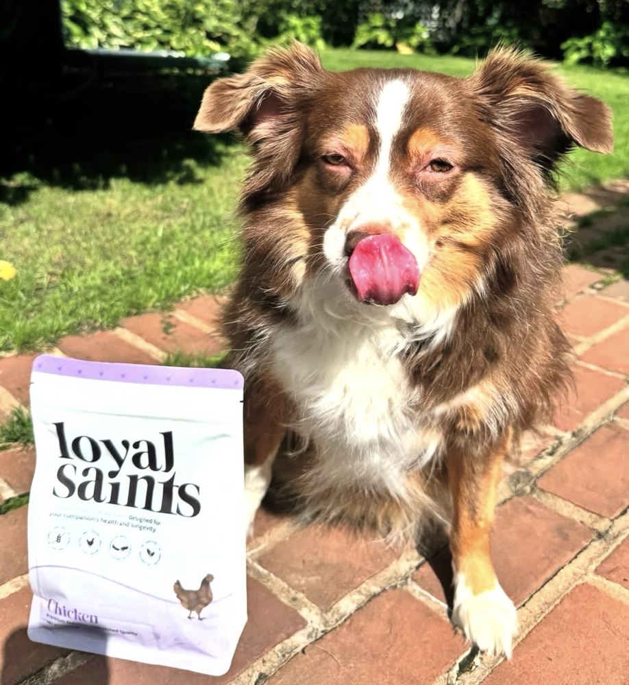 How to Switch Your Dog’s Food Safely
