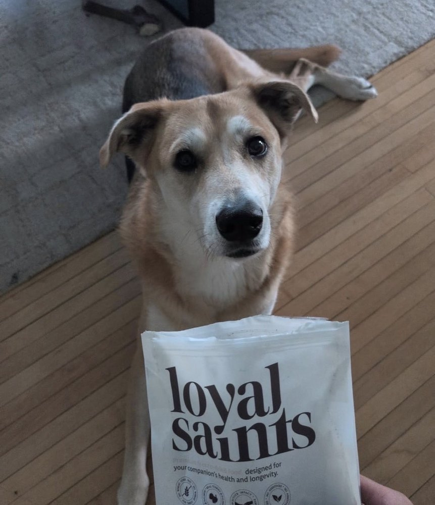 How Much Should I Feed My Dog? A Complete Guide