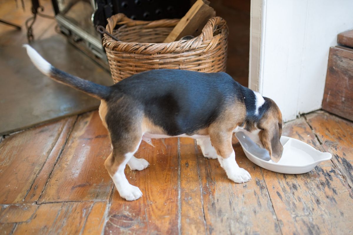 How to Switch Your Dog’s Food Safely
