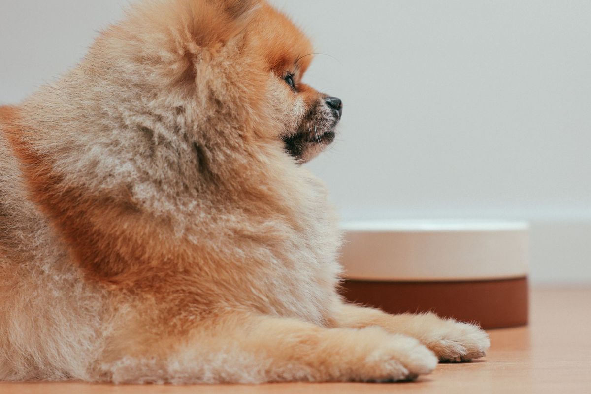 Can Dogs Eat…? The Complete Food Safety Guide