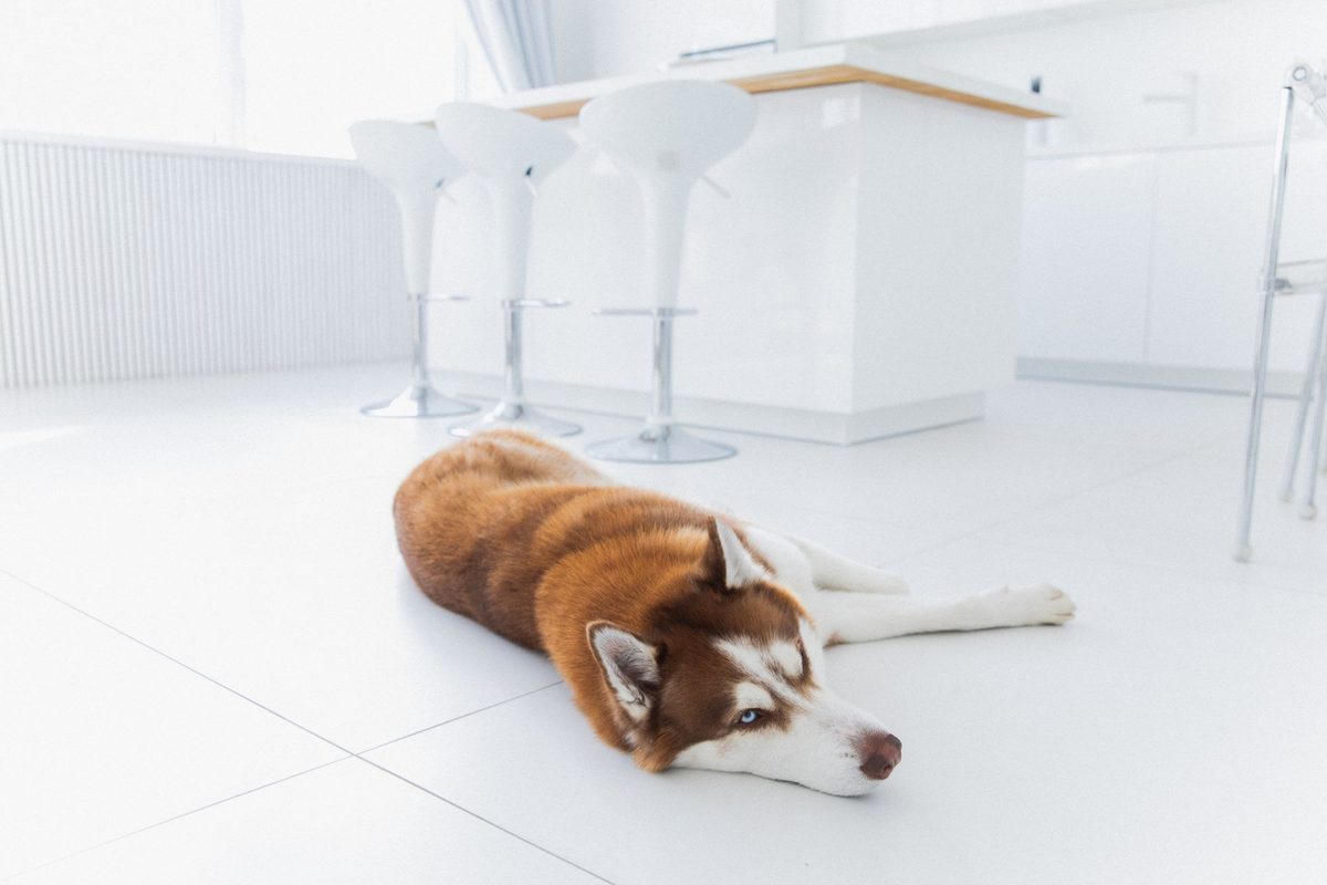 Questions to Ask Your Vet About Your Dog’s Nutrition