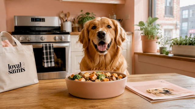 Happy golden retriever awaiting meal