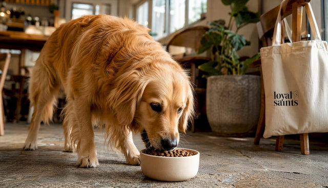 Golden retriever happily eating premium dog food