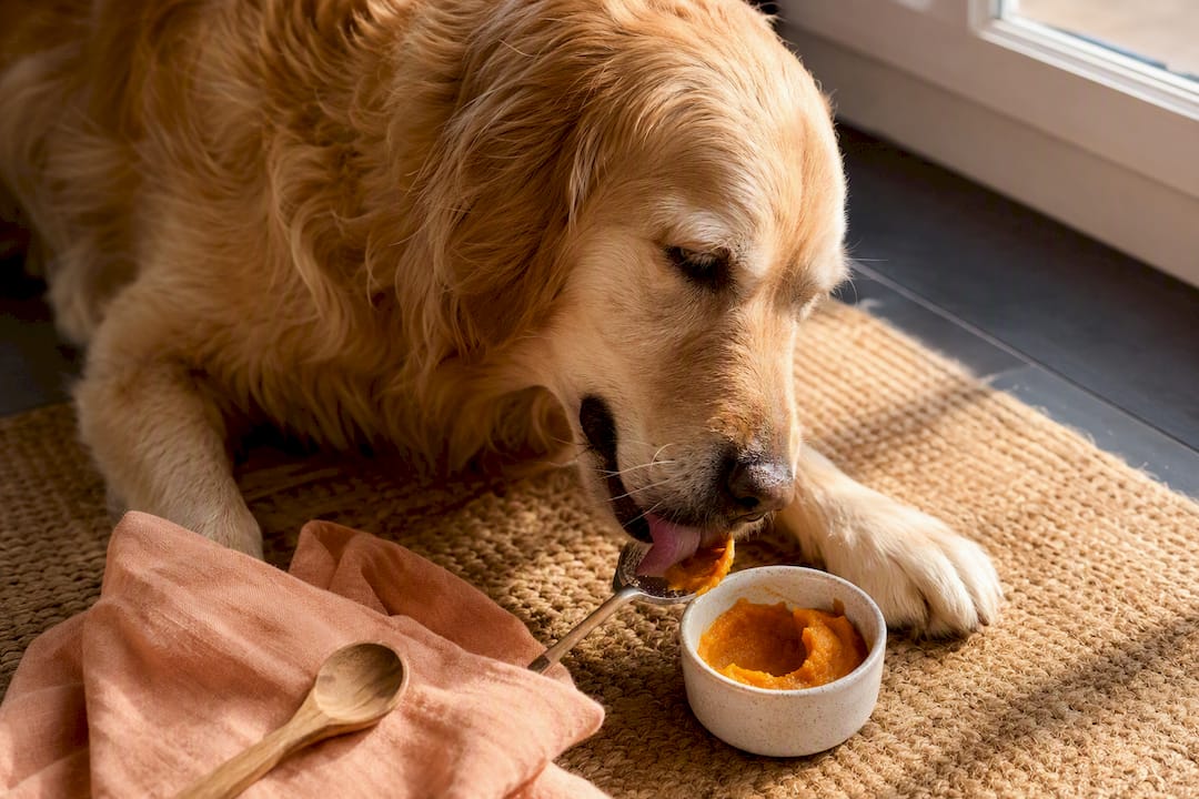 Happy dog with pumpkin prebiotic serving