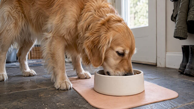 Happy dog eating a single-protein meal
