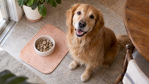 Happy dog beside a bowl of freeze-dried food
