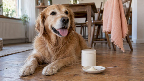 Happy dog beside probiotic powder and jar
