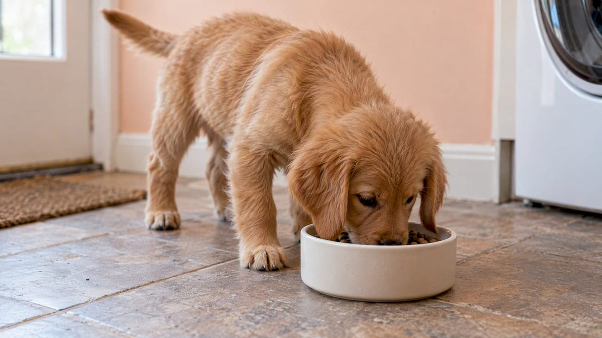 Happy puppy eating from a bowl at home