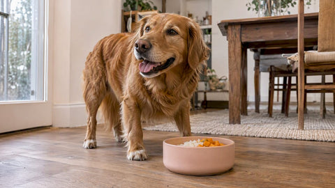 Happy dog beside rice and pumpkin portions