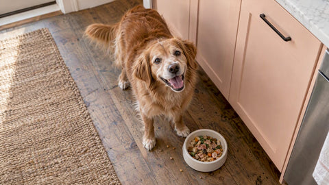Healthy dog beside a measured meal