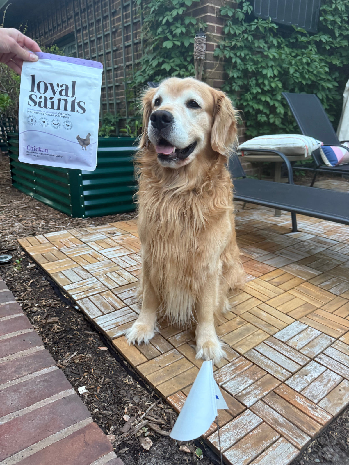Best Dog Food for Picky Eaters in Richmond VA