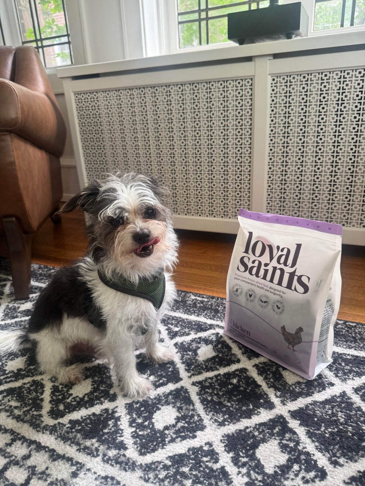 Best Dog Food for Senior Dogs in Seattle