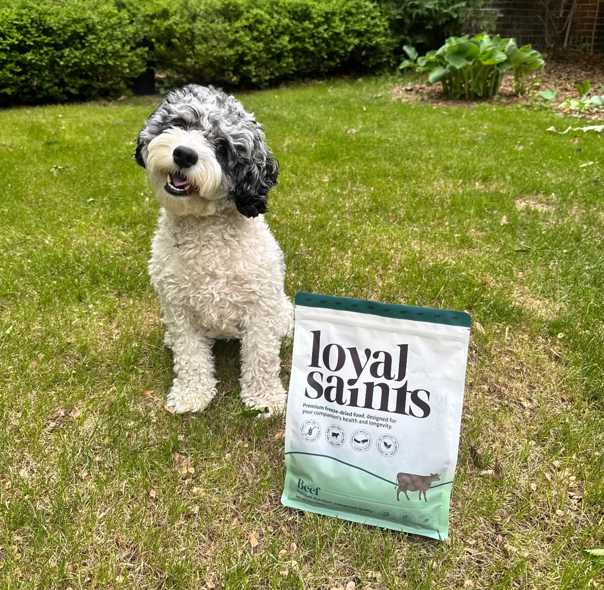 Freeze-Dried Raw Dog Food in Jackson Hole WY — Premium, Shelf-Stable