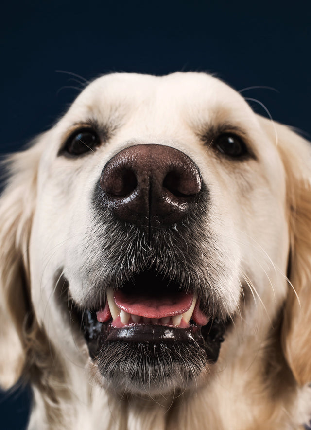 The Truth About 'Human-Grade' Dog Food (And How to Tell If It's Real)