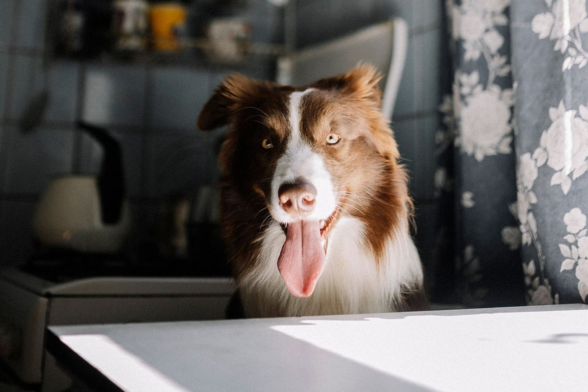A healthy border collie sitting in warm window light in a home kitchen