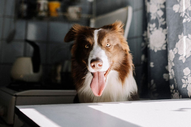 A healthy border collie sitting in warm window light in a home kitchen