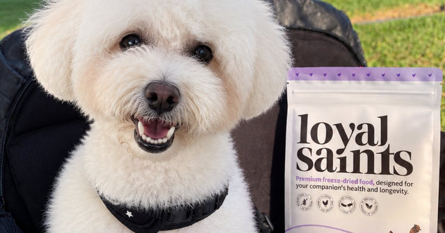 A bichon beside a Loyal Saints Chicken bag