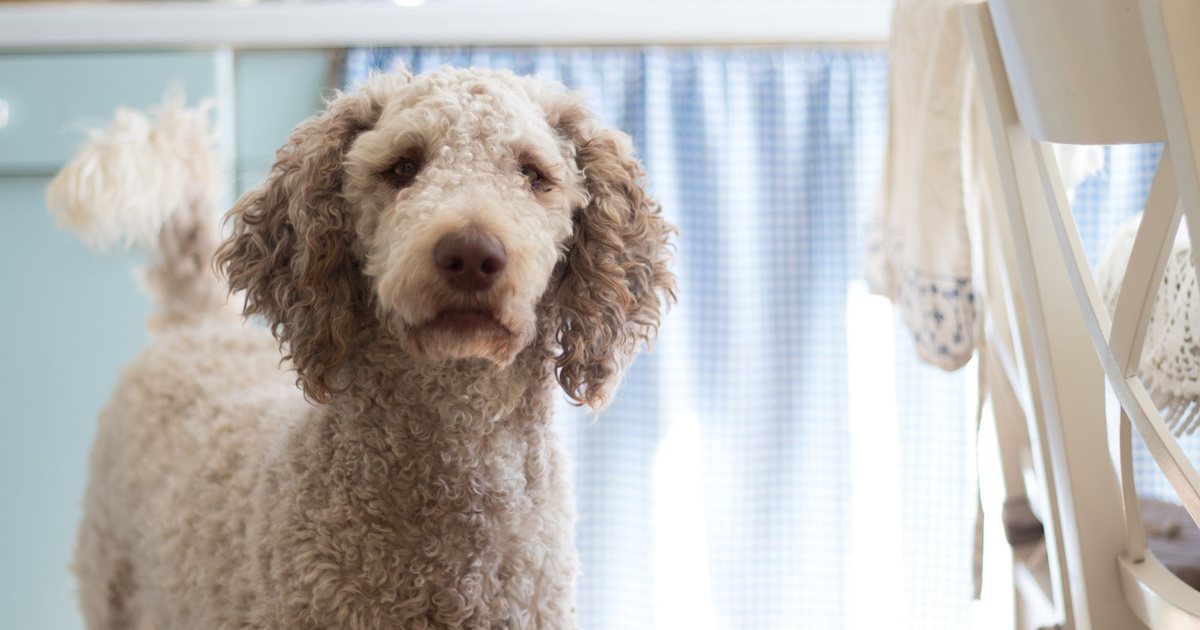 A curly-coated dog standing in a bright kitchen