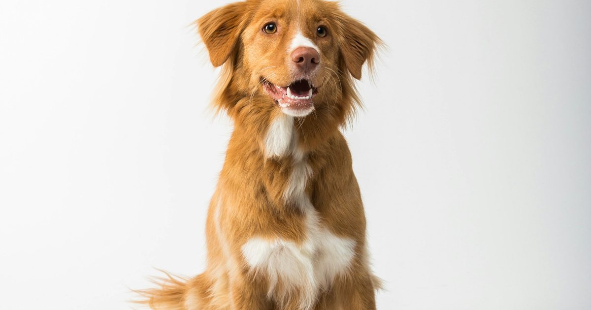 A dog sitting beside an empty food bowl on a white background