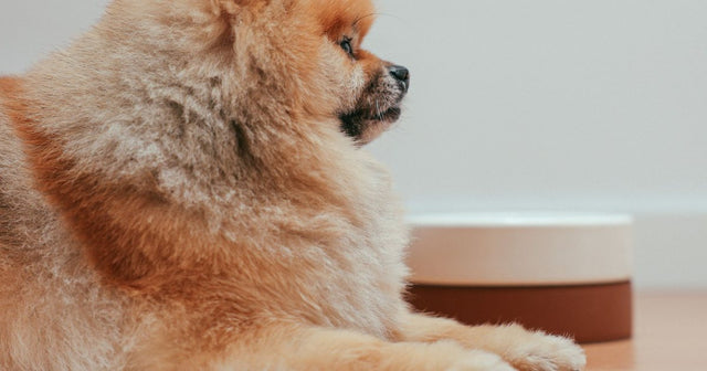 A Pomeranian lying beside a food bowl