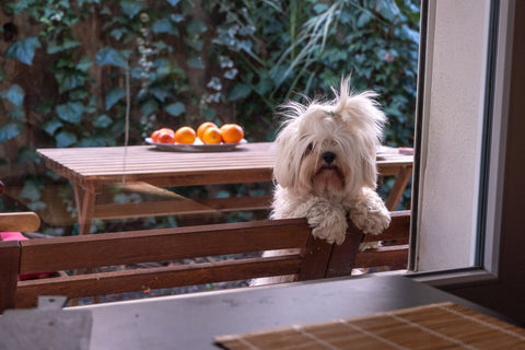 A small white dog looking in from a garden table set with oranges