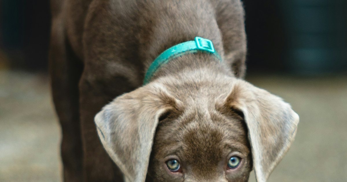 A lab puppy eating from a metal bowl