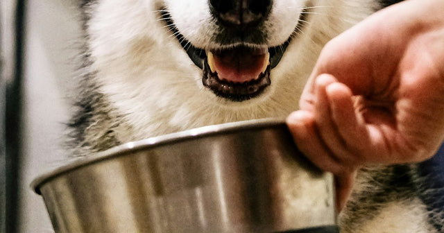A smiling husky being served a bowl of food
