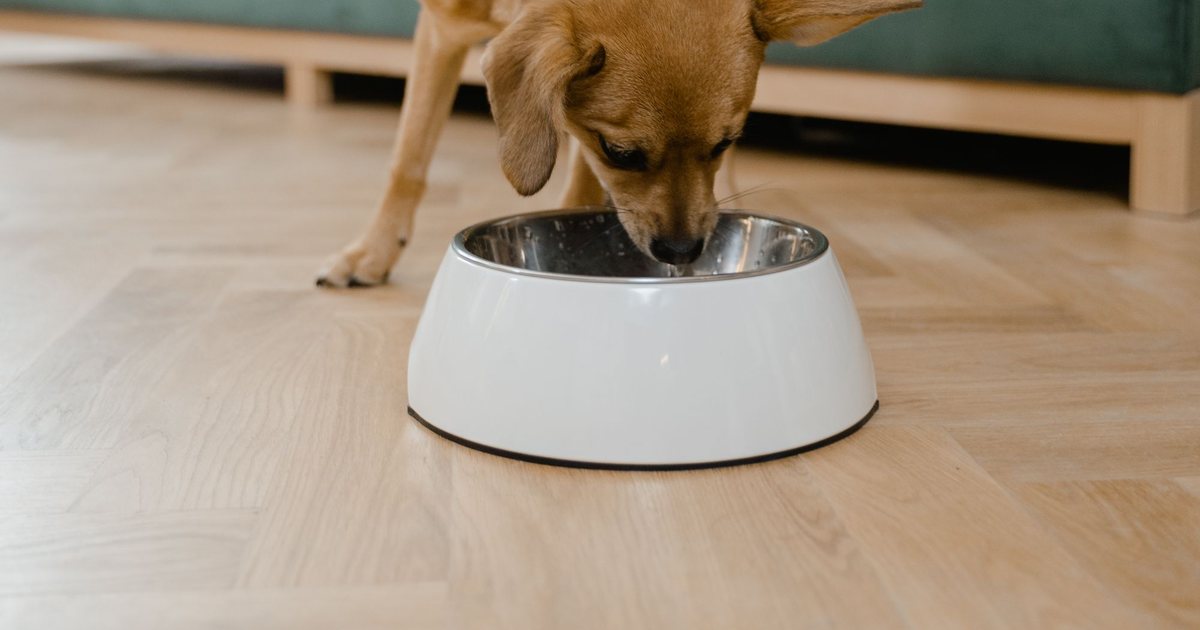 A dog eating from a white bowl in a living room