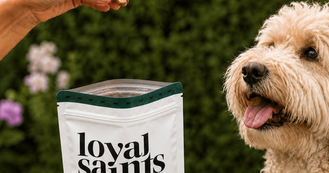 A hand offering a doodle a Loyal Saints Beef nugget beside the Beef bag