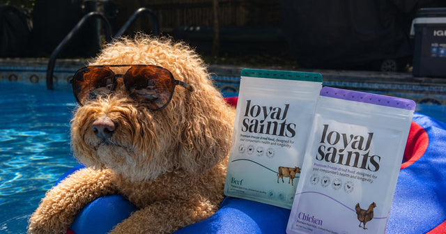 A doodle on a pool float beside Loyal Saints bags