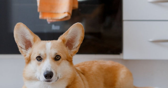 A corgi lying on a kitchen floor