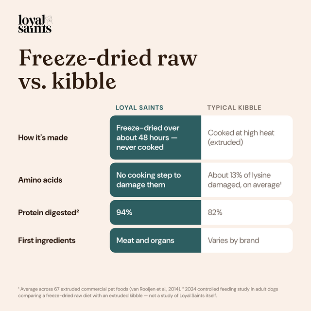 Freeze-dried raw vs. kibble: how it is made, amino acids and protein digestibility