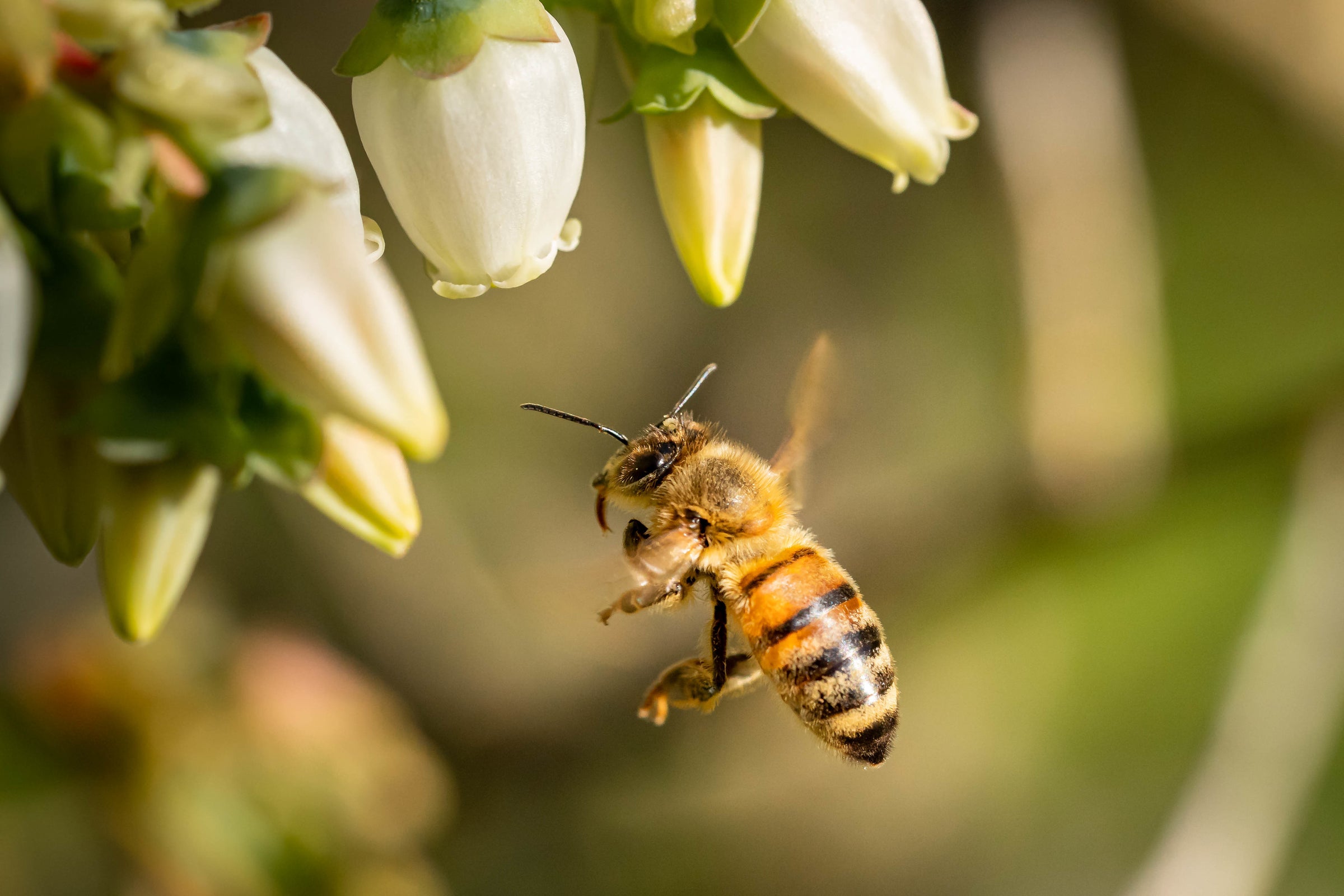 Honeybees in a wildflower meadow