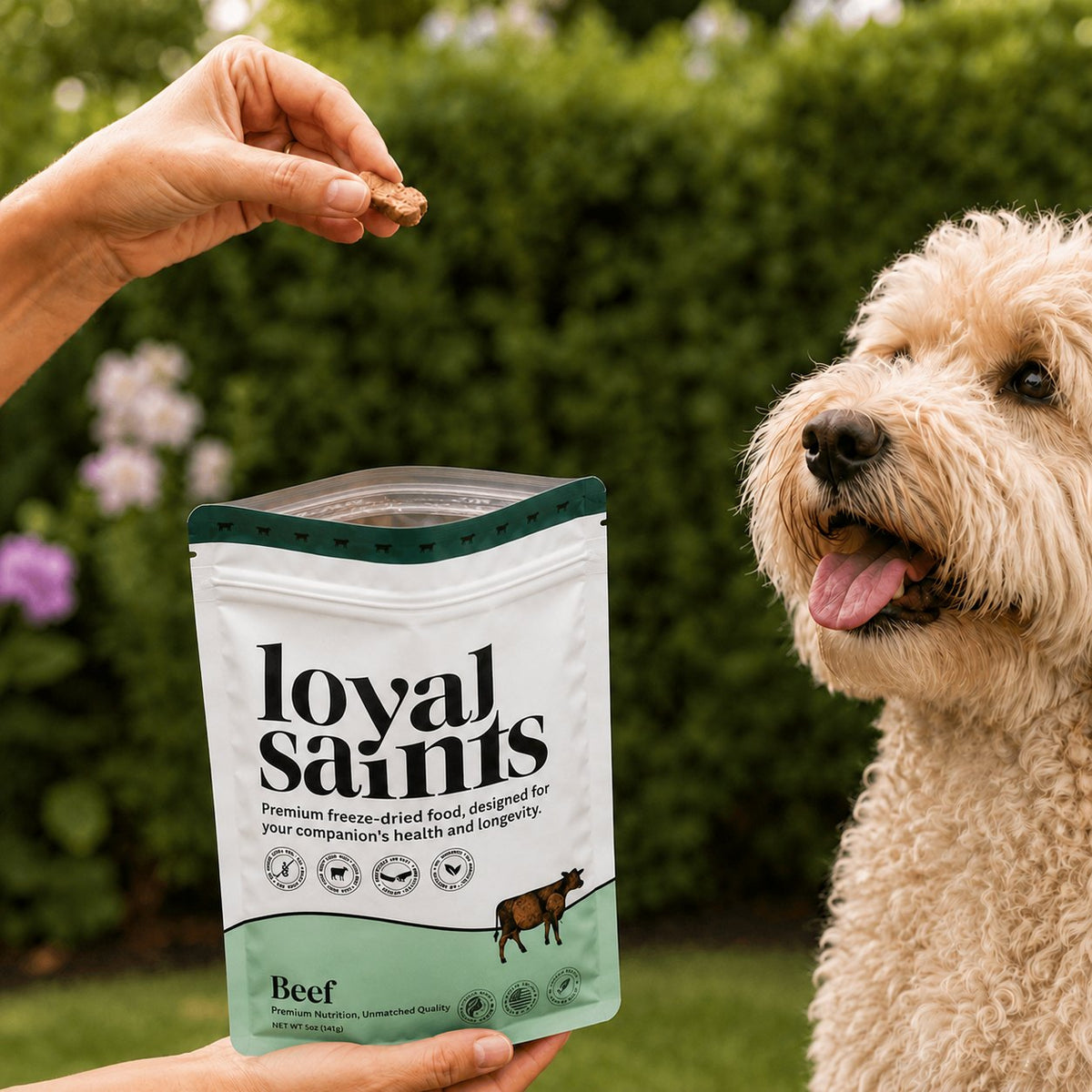 A hand offering a doodle a Loyal Saints Beef freeze-dried nugget beside the Beef bag in a garden