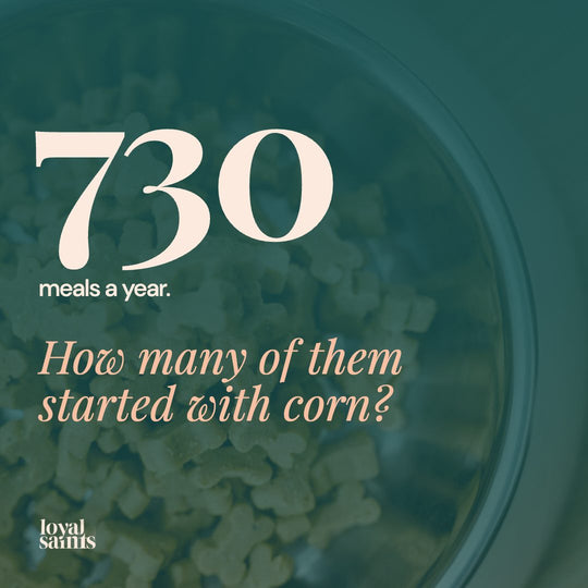 730 meals a year. How many of them started with corn?