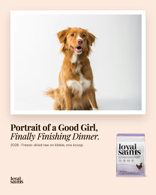 Portrait of a good girl, finally finishing dinner.