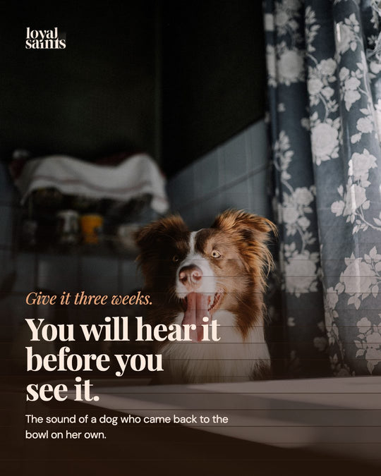 Give it three weeks. You will hear it before you see it.