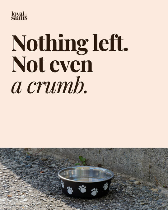 Nothing left. Not even a crumb.