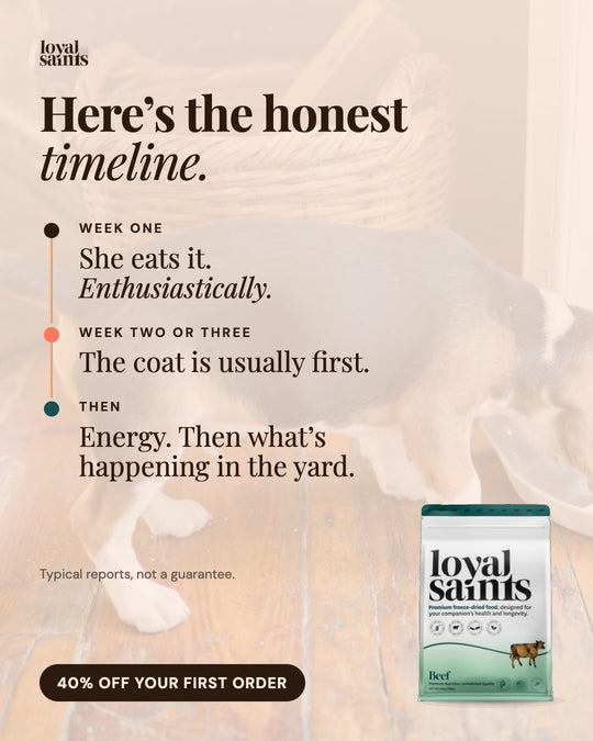 The honest timeline: she eats it, the coat is usually first, then energy.