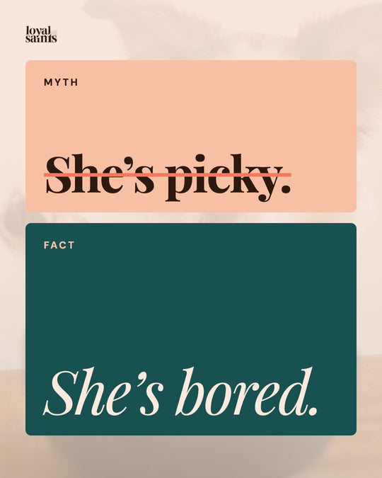 Myth: she’s picky. Fact: she’s bored.