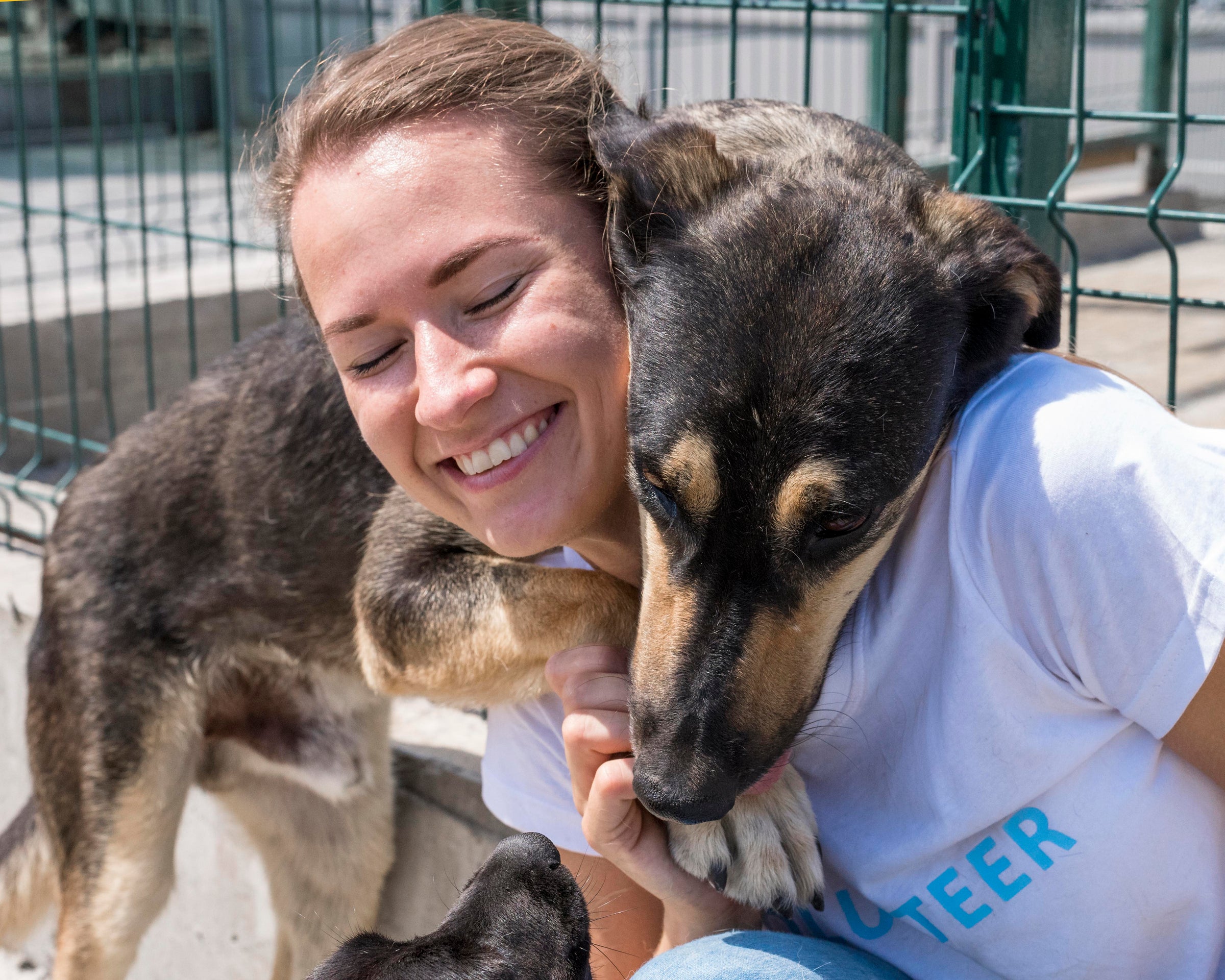 Happy dogs at an animal shelter
