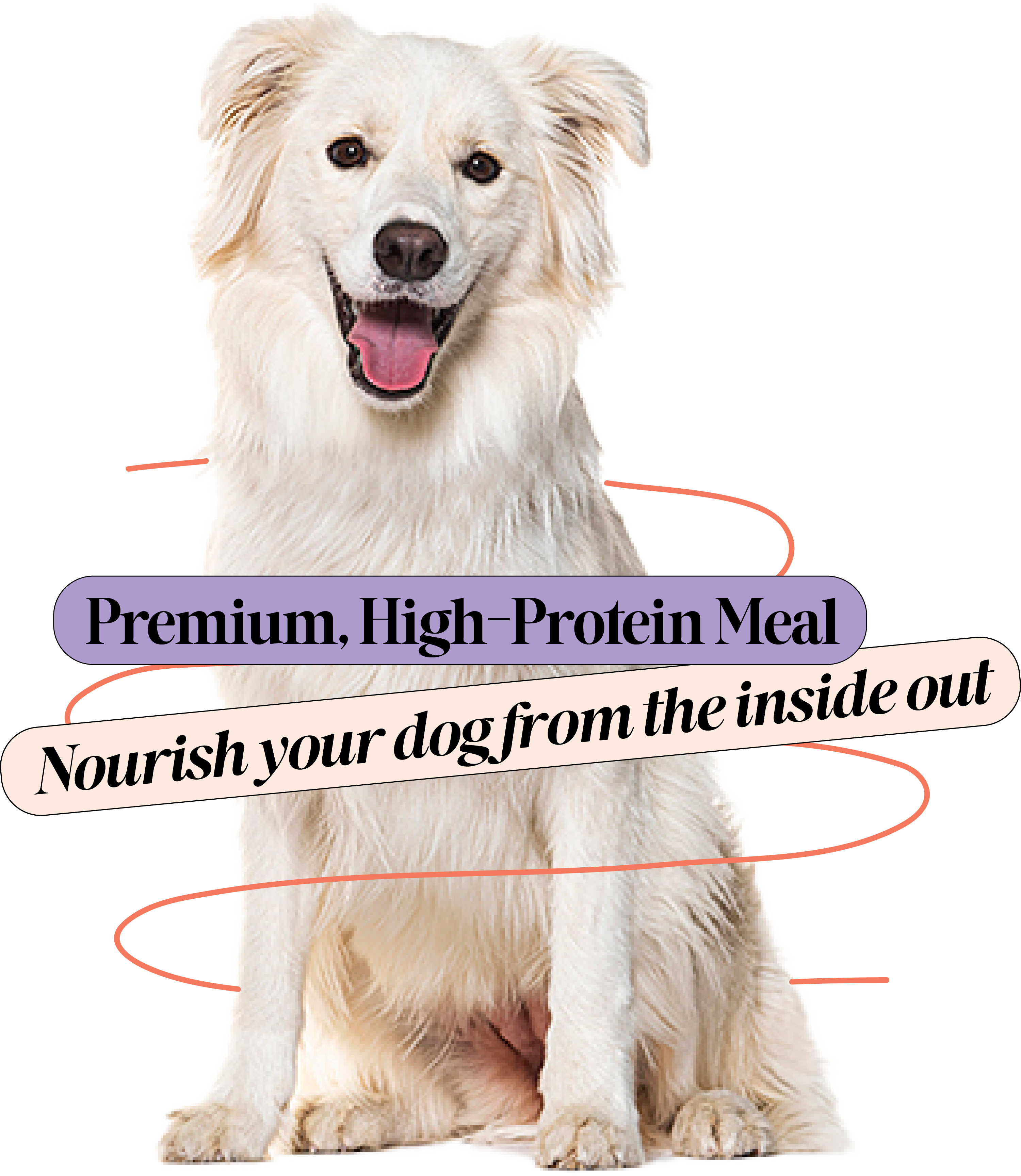 Nourish your dog from the inside out