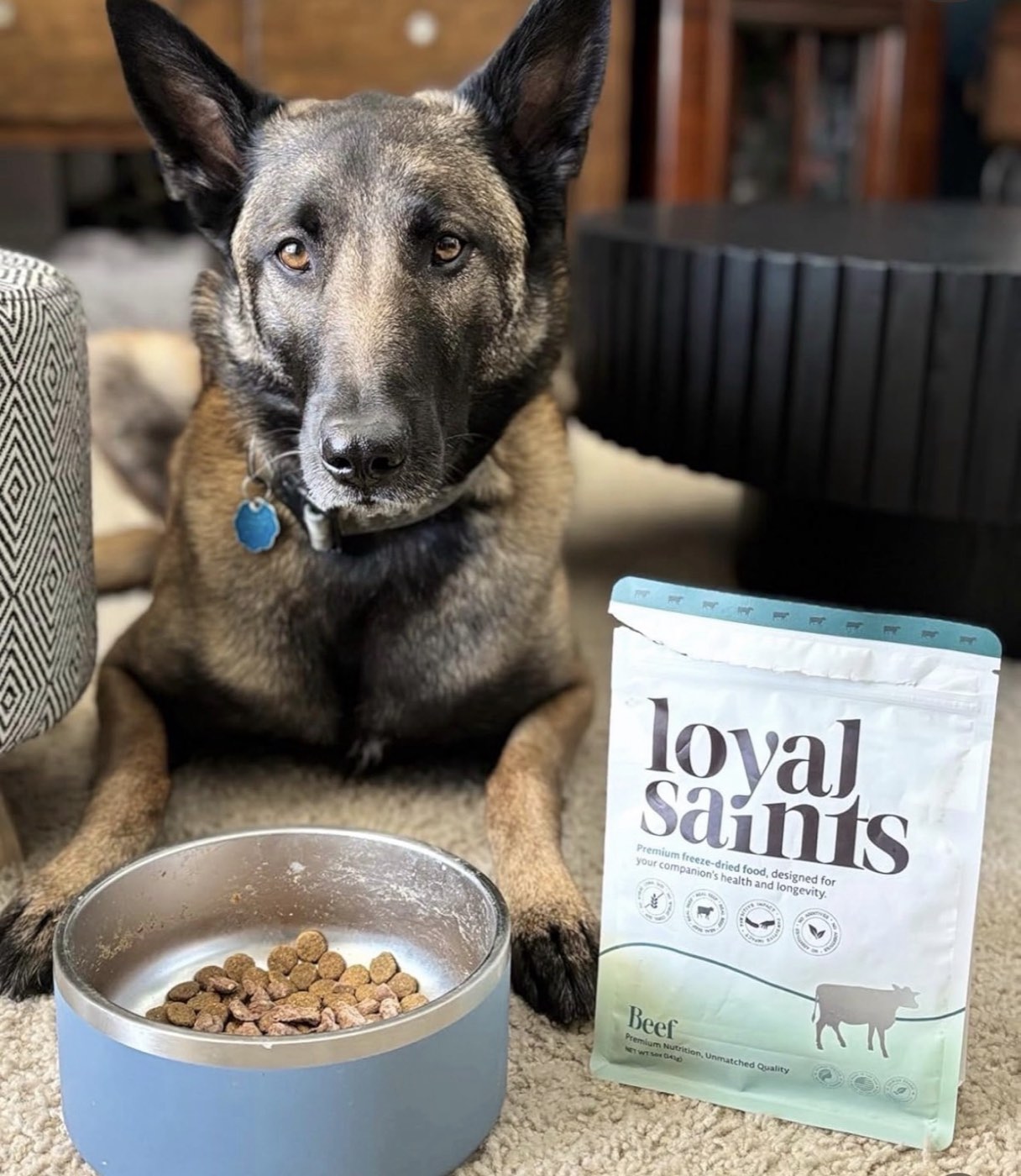 Happy dog with Loyal Saints