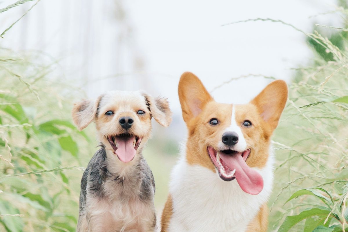 Omega-3 Fatty Acids for Dogs: EPA, DHA & Why They Matter