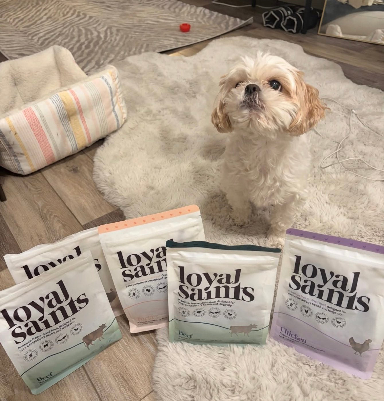 Happy dog with Loyal Saints