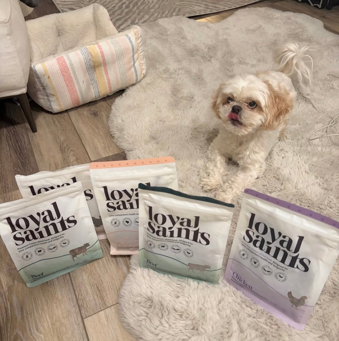 Happy dog with Loyal Saints