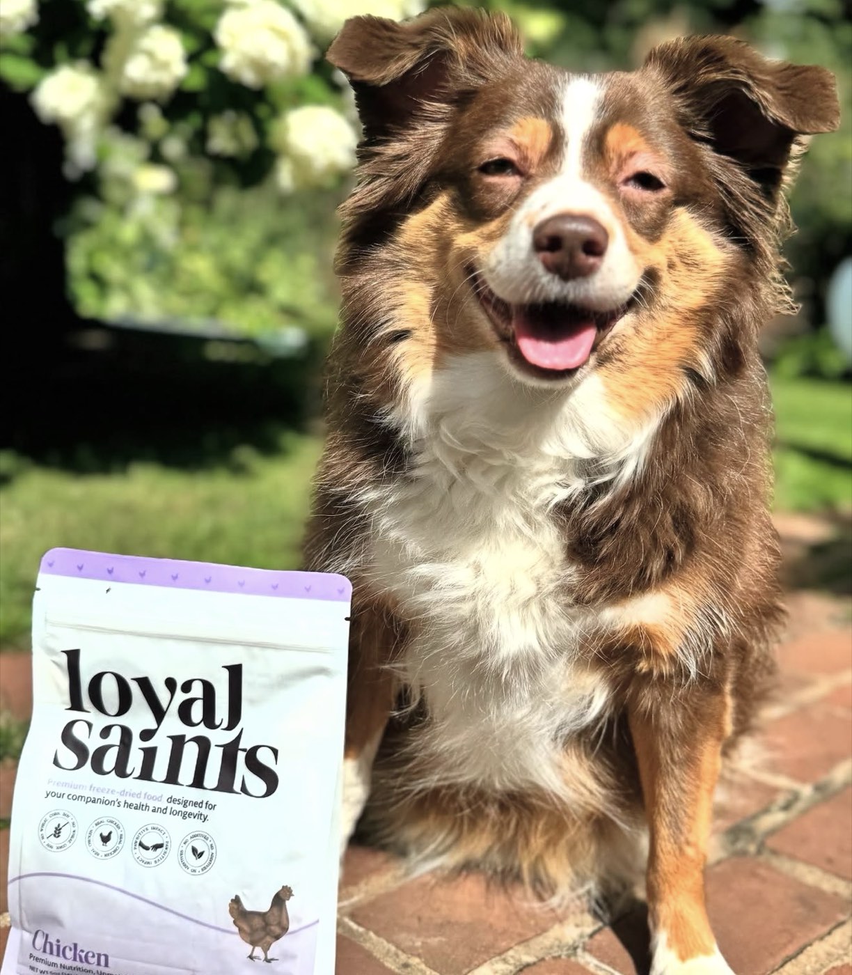 Happy dog with Loyal Saints